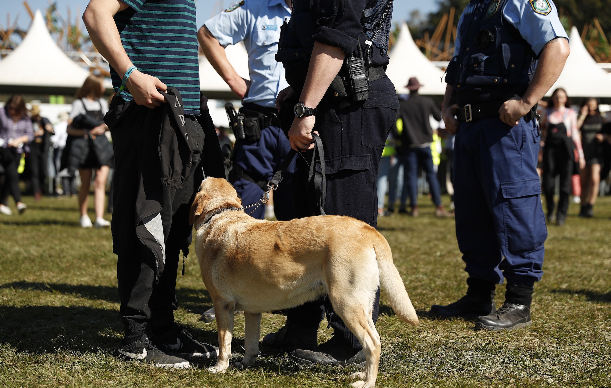 Police officers and drug detection dogs at Australian festival Splendour in the Grass in 2019