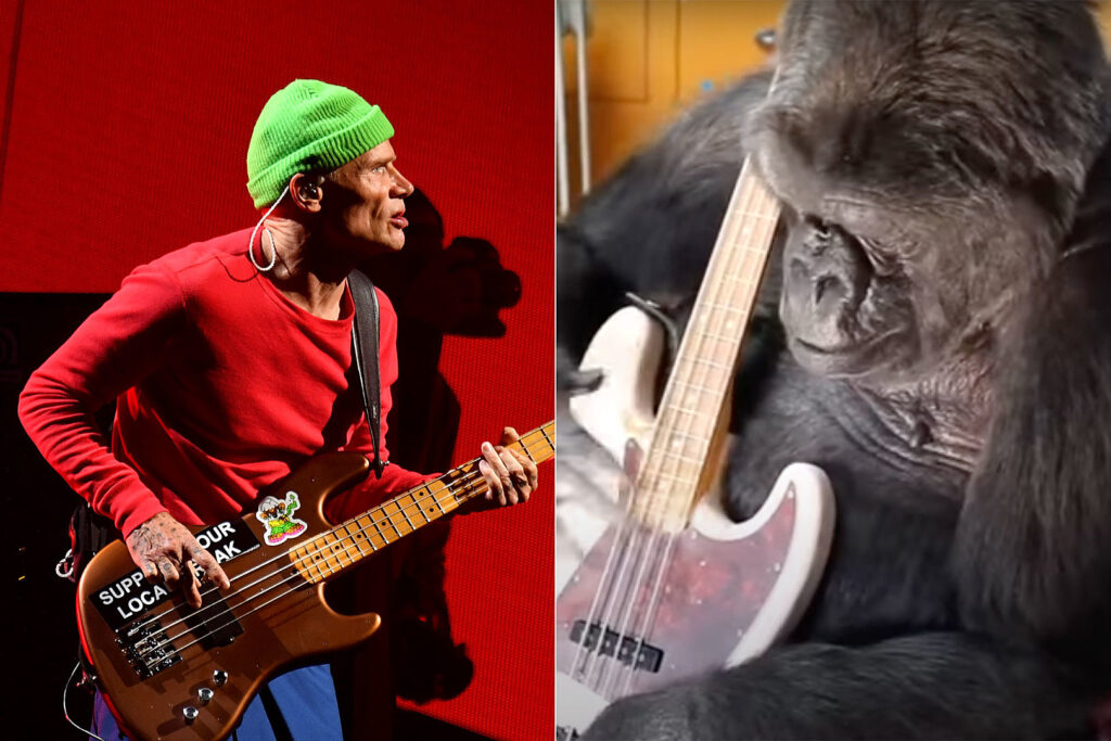 how-did-flea-charm-koko-the-gorilla-during-2016-visit?