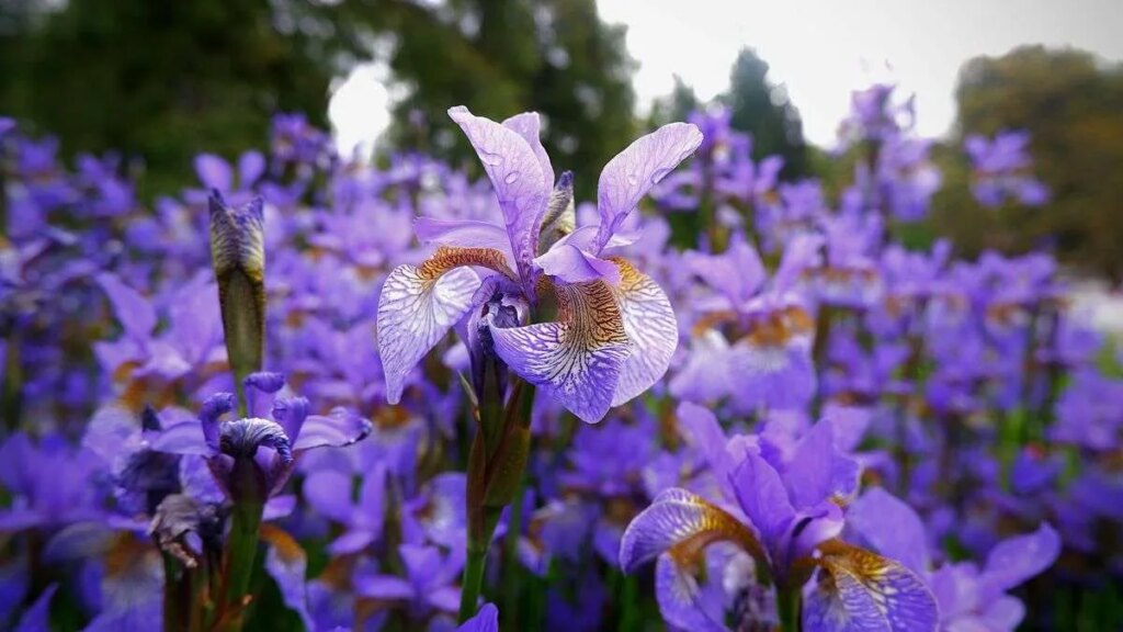 what-was-the-song-of-the-summer?-add-goo-goo-dolls’-“iris”-from-1998-to-the-list